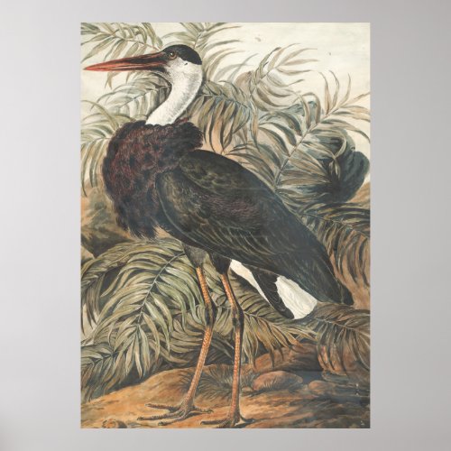 Stork bird of prey nature painting poster