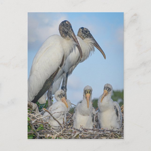 "Stork Family " Postcard (Front)
