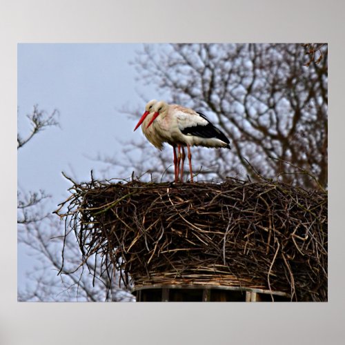 Stork in Nest Poster