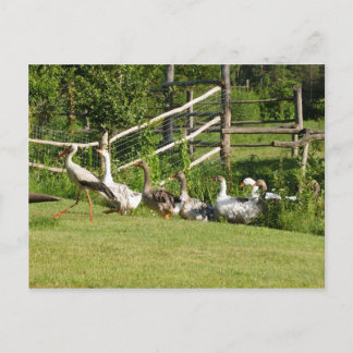 Stork leading the geese parade Greeting card
