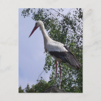 Storks of Strasbourg Postcard