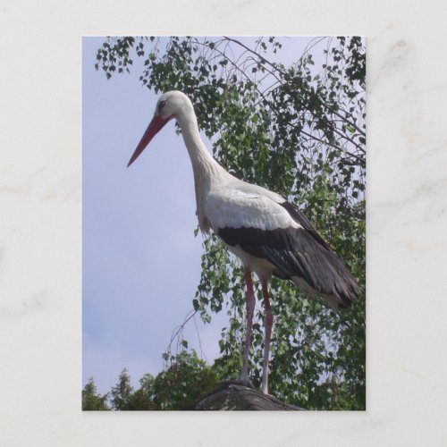 Storks of Strasbourg Postcard