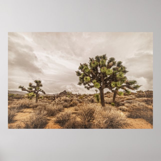 Storm Approaching at Joshua Tree Poster (Front)