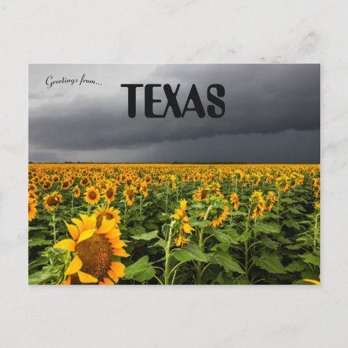 Storm Brewing Over A Field of Sunflowers in Texas Postcard