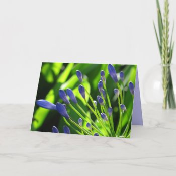 Storm Cloud Lily Of The Nile Card by ggbythebay at Zazzle
