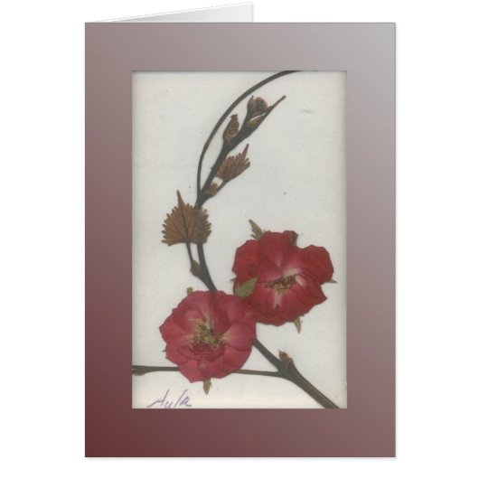 Storm Rose Cards (Front)