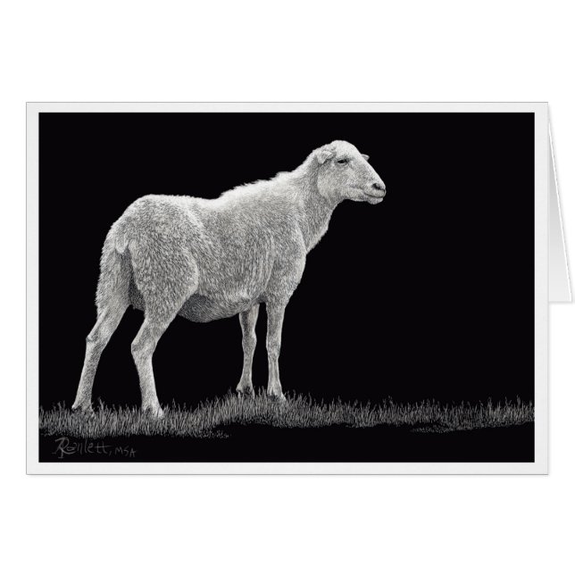 Storm's Sheep Cards (Front Horizontal)