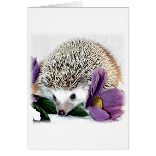 Stormy the Hedgehog Cards (Front)