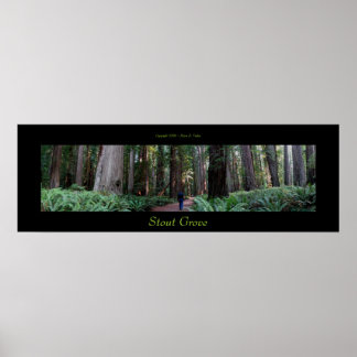Stout Grove Redwood Trees Poster