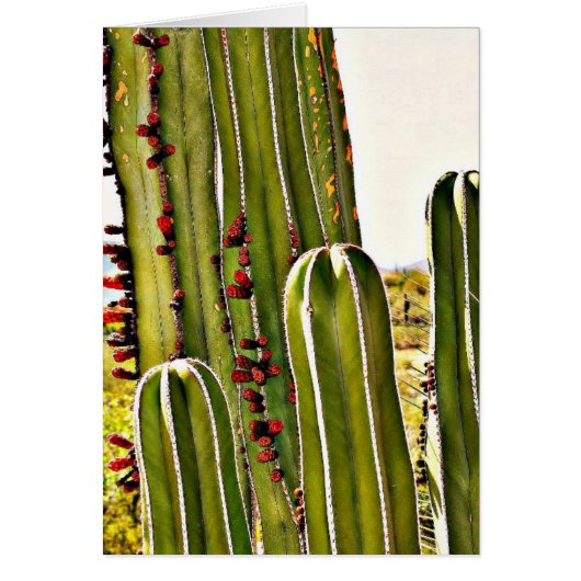 Stove Pipe In Bloom Cards (Front)