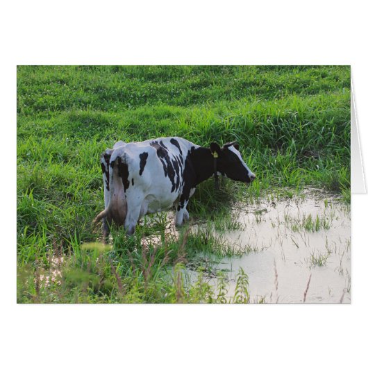 Straggled cow cards (Front Horizontal)
