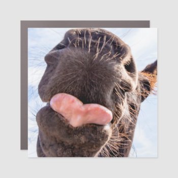 Straight From The Horse's Mouth Funny Animal Photo Car Magnet by ICandiPhoto at Zazzle