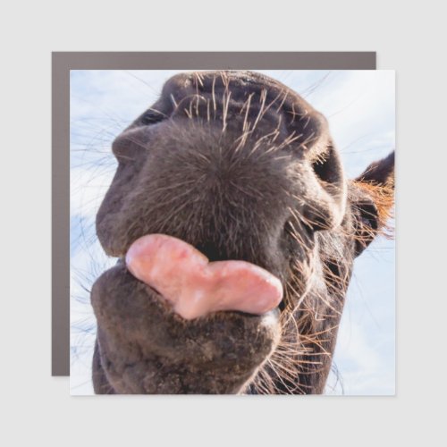 Straight from the Horses Mouth Funny Animal Photo Car Magnet