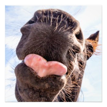 Straight From The Horse's Mouth Funny Animal Photo Print by ICandiPhoto at Zazzle