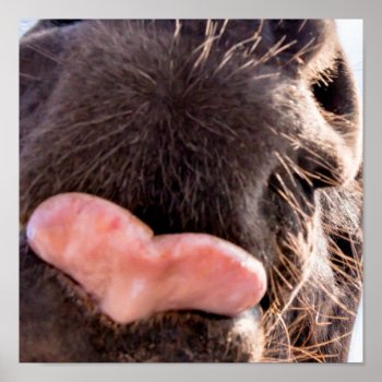 Straight From The Horse's Mouth Funny Animal Poster by ICandiPhoto at Zazzle