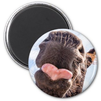 Straight From The Horse's Mouth Funny Horse Photo Magnet by ICandiPhoto at Zazzle