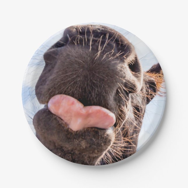 Straight from the Horse's mouth Funny Photograph Paper Plates (Front)