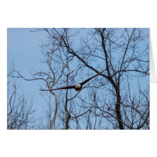 Straight On Eagle Cards (Front Horizontal)