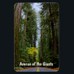 Straight Road Ahead Through Misty Redwood Forest Magnet<br><div class="desc">The Avenue of the Giants in California's Humboldt Redwoods State Park takes one through the fog,  under the canopy of the massive,  towering Redwoods.</div>
