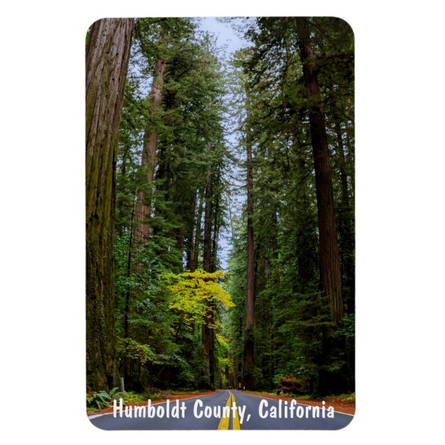 Straight Road Ahead Through Misty Redwood Forest Magnet (Vertical)