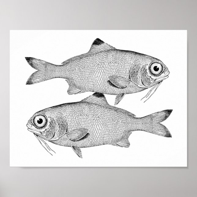 Strange vintage fish drawing poster (Front)