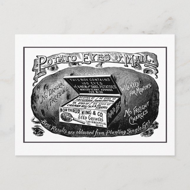 Strange vintage potato advert postcard (Front)