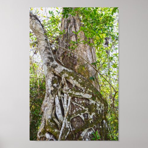 Strangler Fig Big Cypress National Preserve FL Poster