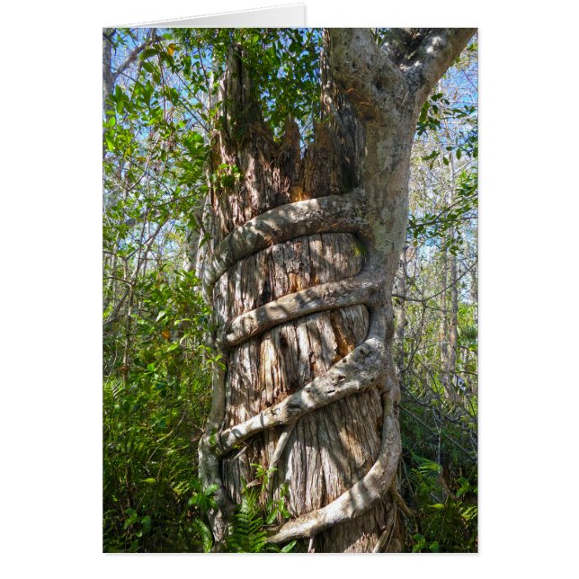 Strangler Fig, Big Cypress Swamp, Florida Cards (Front)