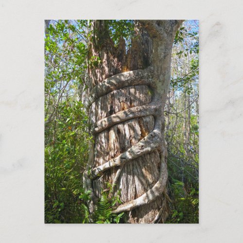 Strangler Fig Big Cypress Swamp Florida Postcard