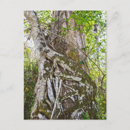 Strangler Fig Big Cypress Swamp Florida Postcard