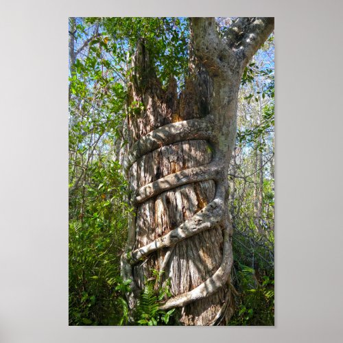 Strangler Fig Big Cypress Swamp Florida Poster