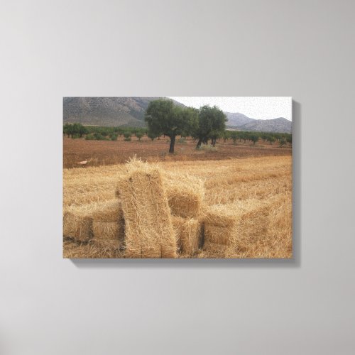 Straw Bales  Almond Trees Canvas Print