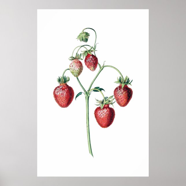 STRAWBERRIES botanical print (Front)