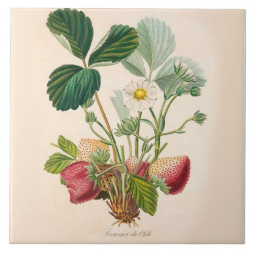 Strawberries Ceramic Tile Kitchen Accent