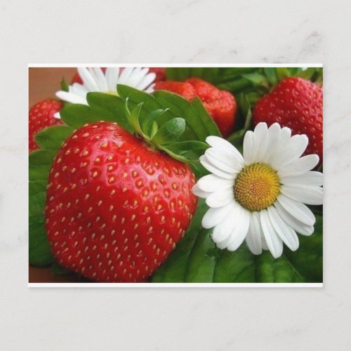 Strawberries  Daisies Postcard