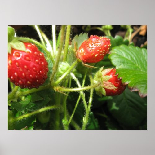 Strawberries For You Poster