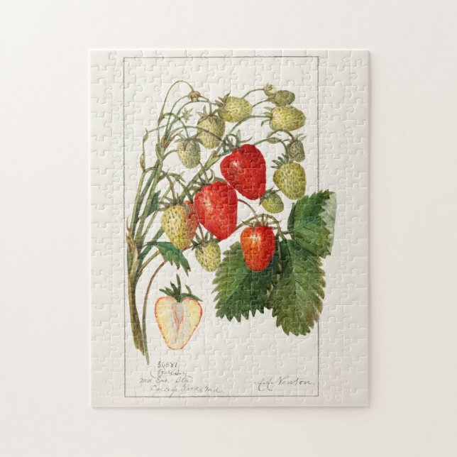 Strawberries (Fragaria) Fruit Watercolor Painting Jigsaw Puzzle (Vertical)