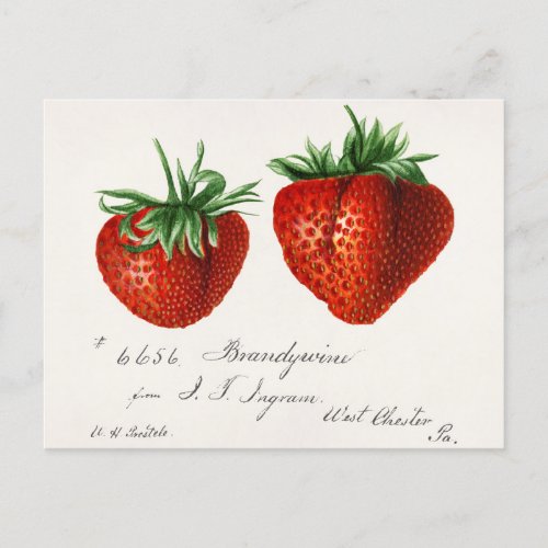 Strawberries Fragaria Fruit Watercolor Painting Postcard