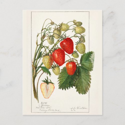 Strawberries Fragaria Fruit Watercolor Painting Postcard