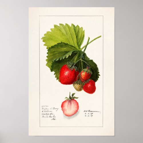 Strawberries Fragaria Fruit Watercolor Painting Poster