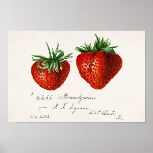 Strawberries Fragaria Fruit Watercolor Painting Poster