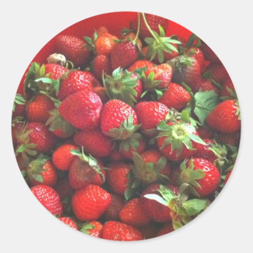 Strawberries  fresh picked red berries   classic round sticker