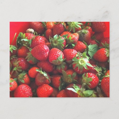 Strawberries  fresh picked red berries  postcard