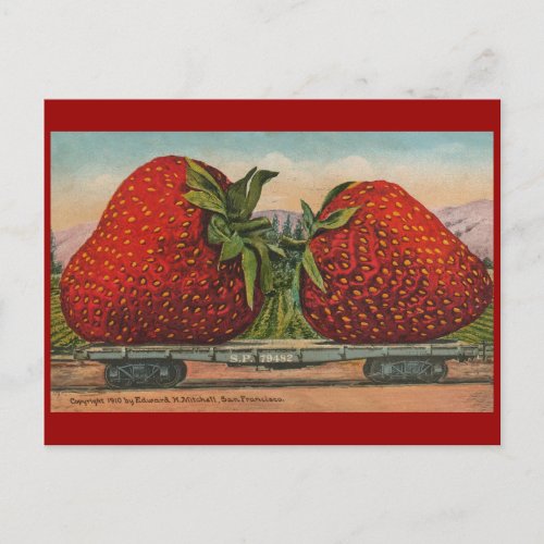 Strawberries Giant Antique Fruit Fun Postcard