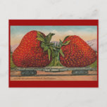 Strawberries Giant Antique Fruit Fun Postcard