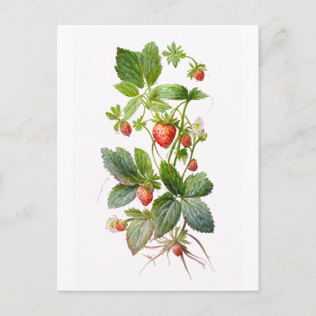 Strawberries Postcard (Front)