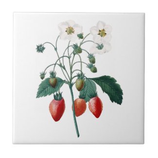 Strawberries Redoute Botanical Ceramic Tile