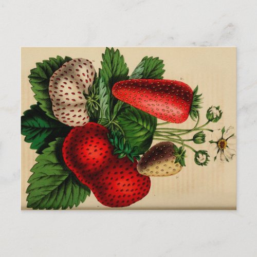 Strawberries Vintage Botanical Sketch Postcard