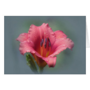 Strawberry and Blue - Daylily Cards