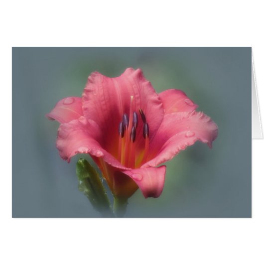Strawberry and Blue - Daylily Cards (Front Horizontal)